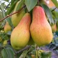 Саженец Груша Лесная красавица в контейнере